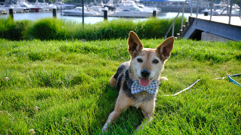 Baby Blue Gingham Bow Tie