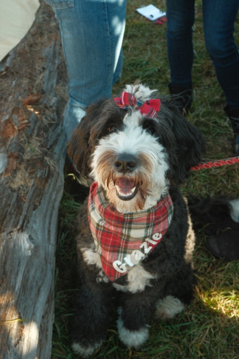 Navy Daisy Dog Hair Bow