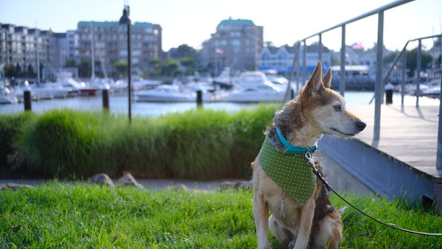 Green and White Polka Dots with Blue Gingham Velcro Bandana