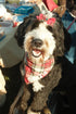 Red Plaid Dog Hair Bow