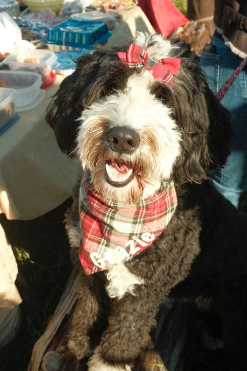 Navy Daisy Dog Hair Bow