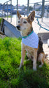 Green and White Polka Dots with Blue Gingham Velcro Bandana