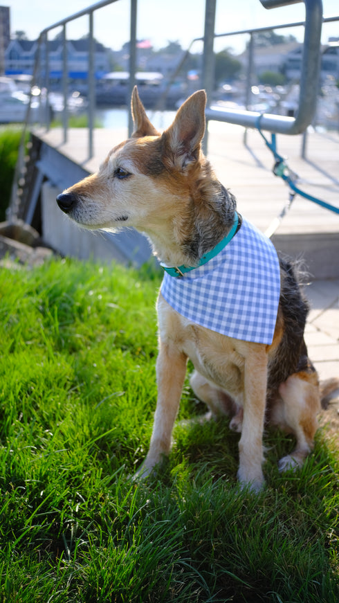 Green and White Polka Dots with Blue Gingham Velcro Bandana