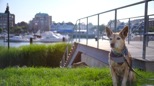 Navy Nautical Stripes Velcro Bandana