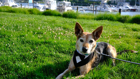 Tuxedo Snap On Bandana | Wedding Collection