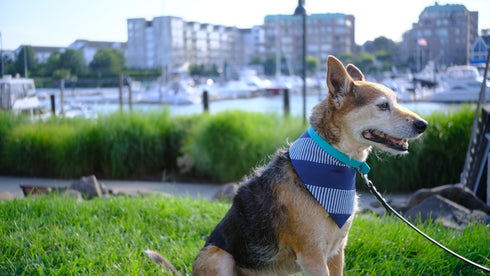 Navy Nautical Stripes Velcro Bandana