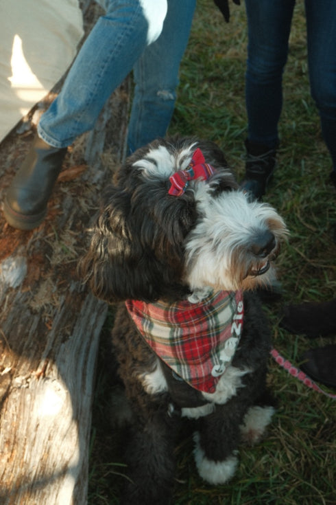 Red Plaid Dog Hair Bow