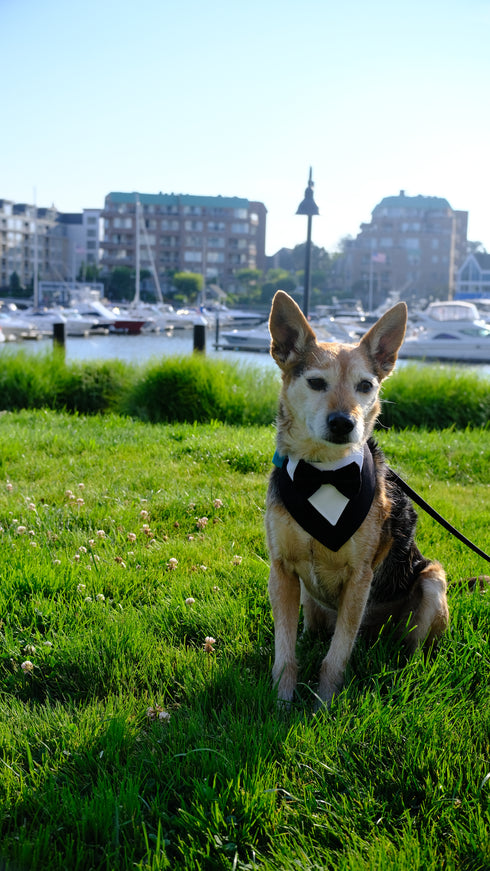 Tuxedo Snap On Bandana | Wedding Collection