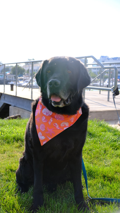 Orange Seashell Slip On Bandana