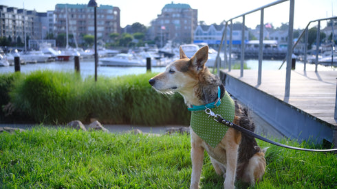 Green and White Polka Dots with Blue Gingham Velcro Bandana