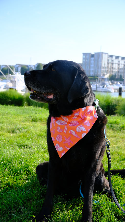 Orange Seashell Slip On Bandana