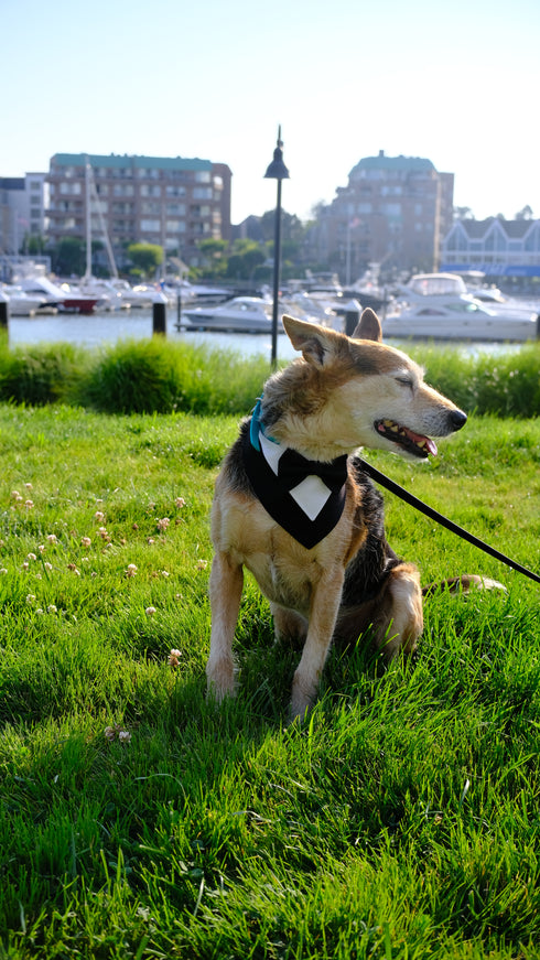 Tuxedo Snap On Bandana | Wedding Collection