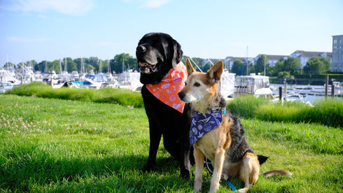 Orange Seashell Slip On Bandana