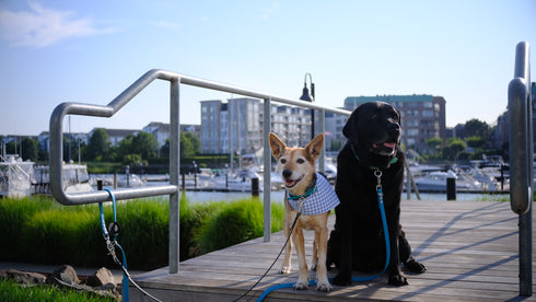 Green and White Polka Dots with Blue Gingham Velcro Bandana