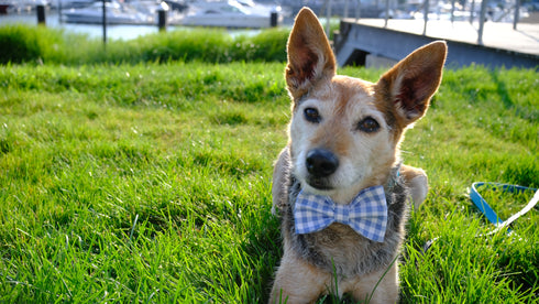 Baby Blue Gingham Bow Tie