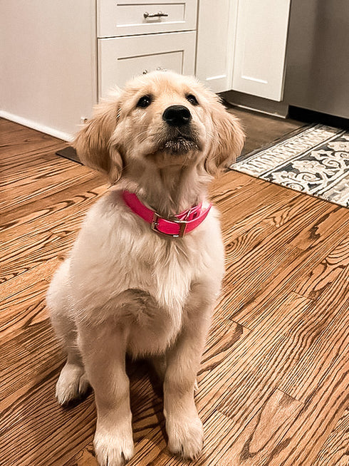 Biothane Waterproof Adjustable Collar With Buckle