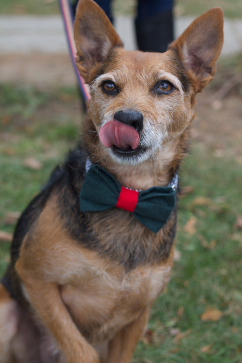Red & Green Polka Dot Bow Tie
