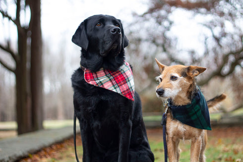 Green & Blue Plaid Slip On Bandana