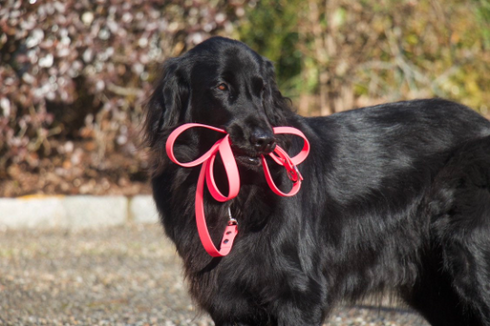 Biothane Waterproof Leash- 3/4 inch | Medium - XL Dogs